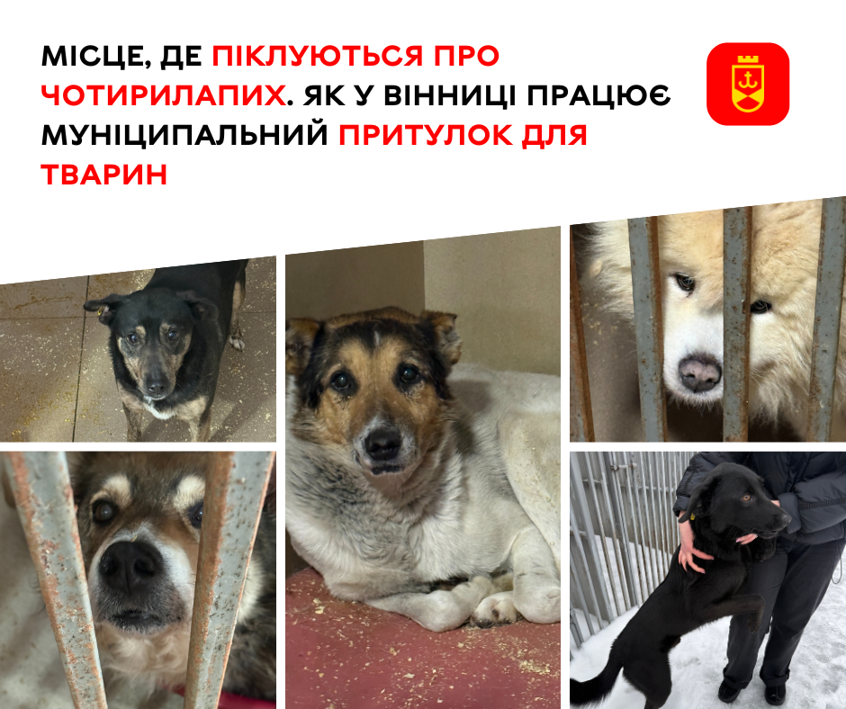 Місце, де піклуються про чотирилапих. Як у Вінниці працює муніципальний притулок для тварин